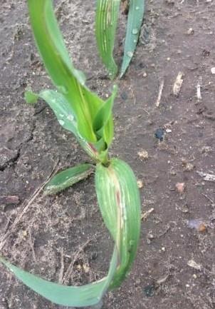 What Causes Striped Corn Leaves?